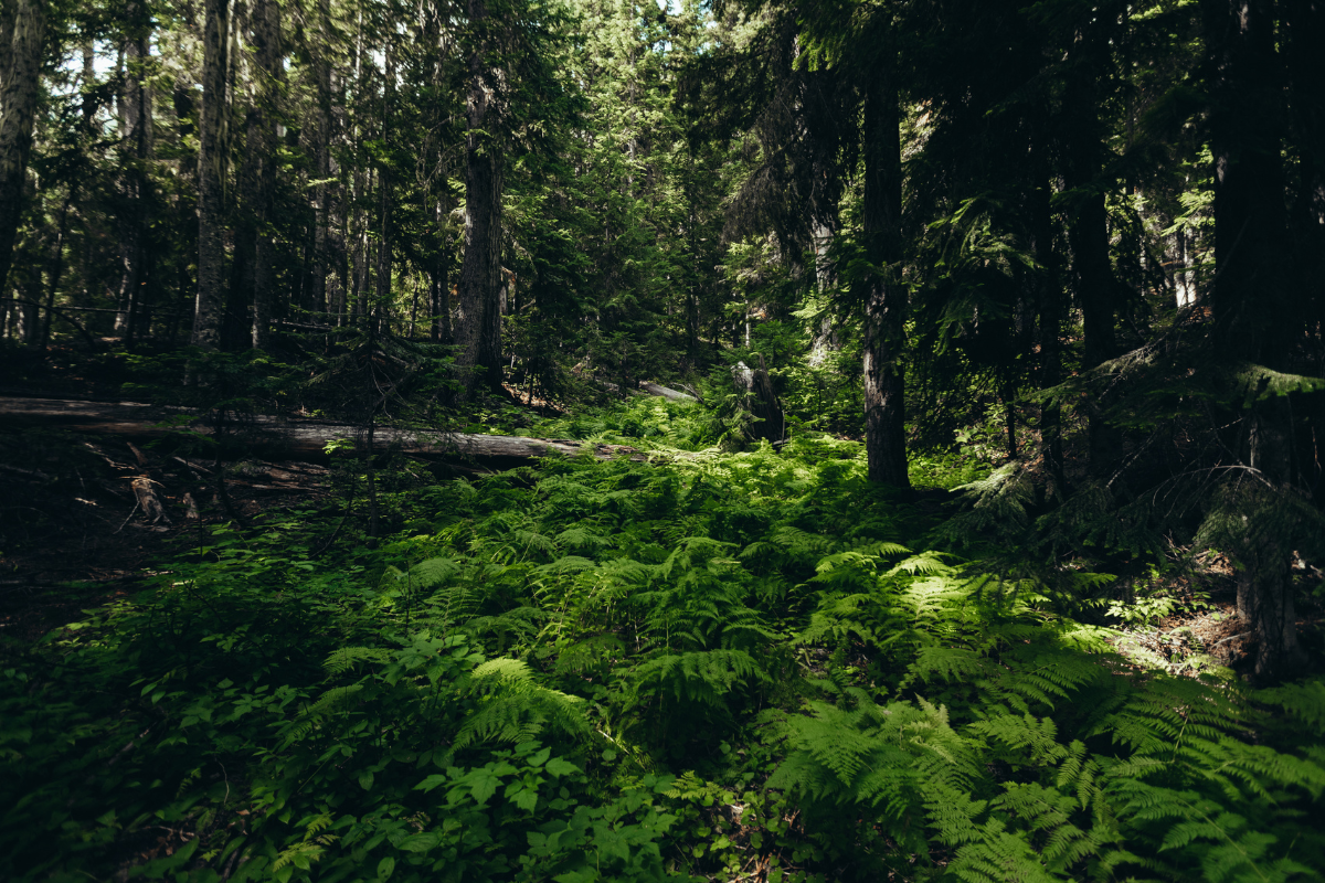 Descrição da imagem