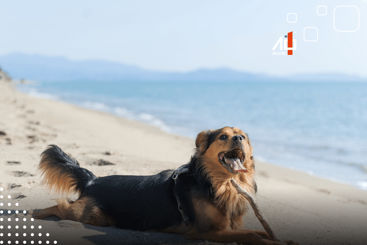 Descrição da imagem