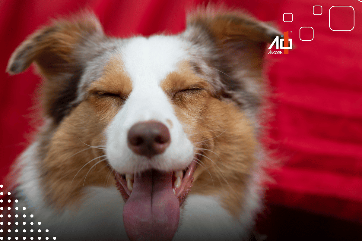 Descrição da imagem