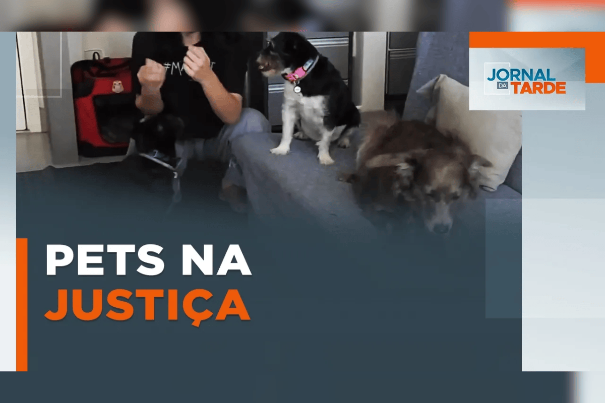 Guarda compartilhada de animais de estimação já vale em todo o Brasil