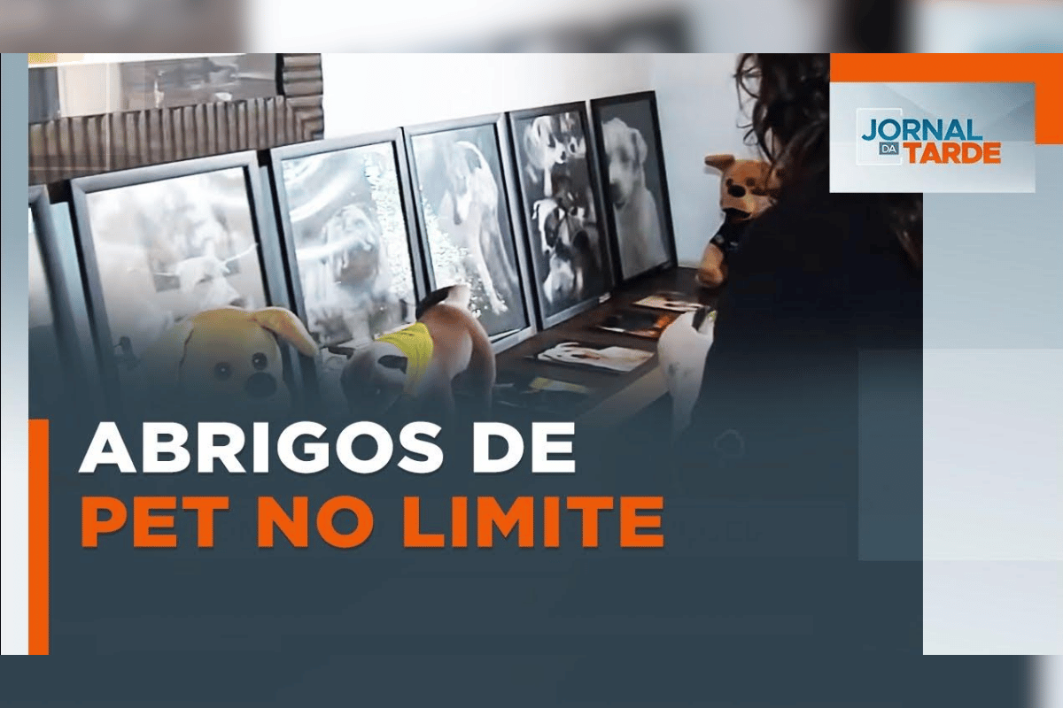 Levantamento inédito revela déficit de adoções e superlotação em ONGs brasileiras