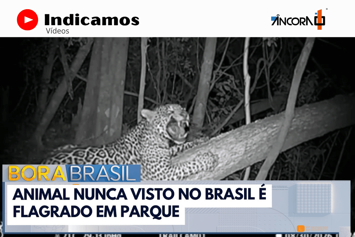 Onça-pintada 'manchita' é flagrada pela primeira vez no Brasil